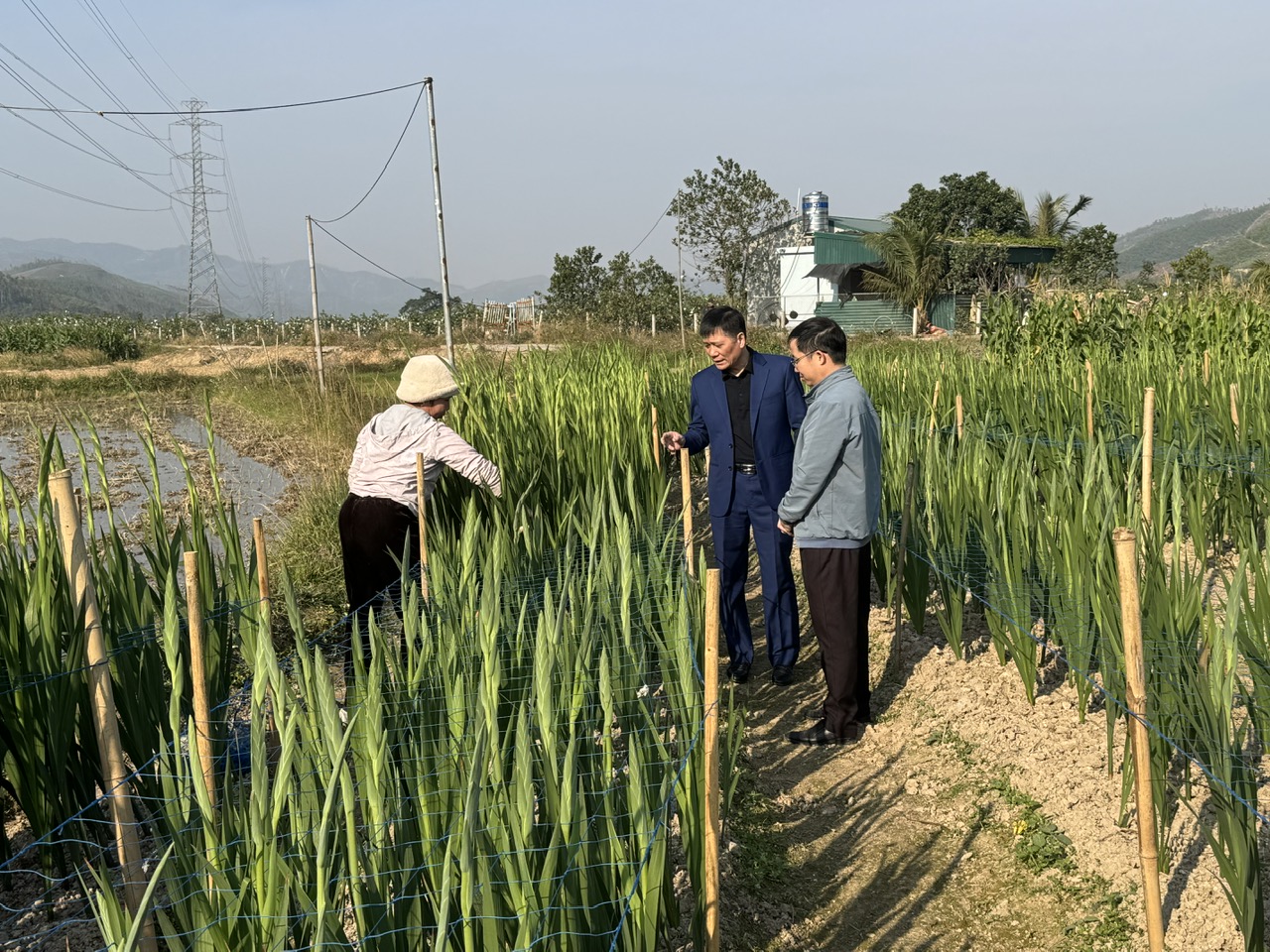 Trồng thử nghiệm giống layon mới ở Hạ Long, hoa màu hồng cam đẹp mắt, không bị bệnh khô đầu lá - Ảnh 1.